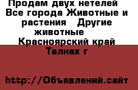 Продам двух нетелей - Все города Животные и растения » Другие животные   . Красноярский край,Талнах г.